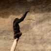 Platz 34 - Schimpansenfuetterung - Fotograf Volker Kutschka