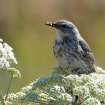 Norway Bird