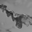 dpp_0685